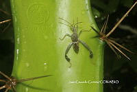 JCC0160 Narnia inornata.JPG