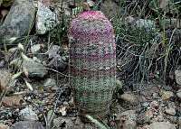 MGplan0007 Cactaceae.jpg