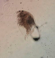 HE009 R 0168 Alona pectinata.jpg