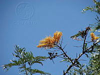 CGL1125 Grevillea robusta.jpg