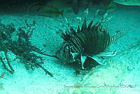 BDPyJCPP049 Pterois volitans.jpg