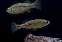 IMDOC2295 Ilyodon whitei.jpg