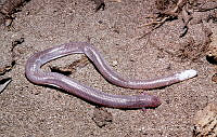 LCM0139 Bipes tridactylus.jpg