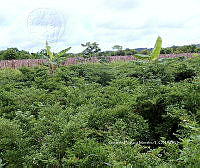 RG055 0141 Capsicum.JPG