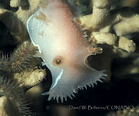 DP014-156 Tritonia diomedea.jpg