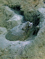 SMM009 Echiophis sp..jpg