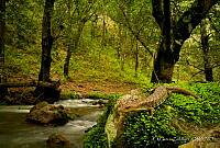 EGP0369 Gerrhonotus liocephalus.jpg