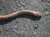 JLE0056 Masticophis flagellum.jpg