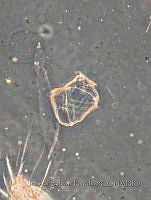 JSP133 Gonyaulax hyalina.JPG
