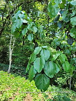 SG019 0141 Oreopanax capitatus.jpg