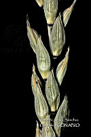 Teocintle 143 Zea luxurians.jpg