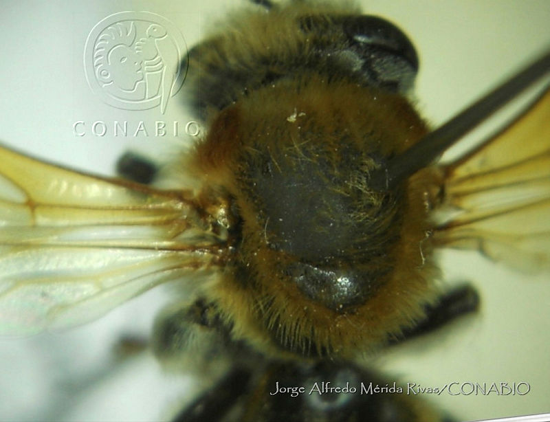 JAMR1243%20Melipona%20beecheii.jpg.rSe4gZr MS0jn3dhQA3g0JtbmFja29CbnFuZ3NAbXJ6LGtwZwA.DWsWgLczs3