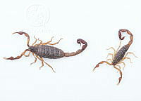 MASM07552 Centruroides noxius.jpg