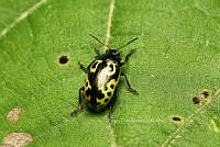 SM0591 Calligrapha signatipennis.jpg