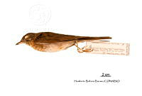 ME006 Aves 0675 Catharus fuscescens.jpg