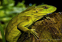 MDL0179 Ctenosaura pectinata.jpg
