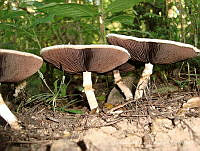 FMT001 Agaricus silvicola.jpg