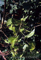 DK2131 Ipomoea batatas.jpg