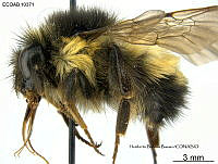 ME006 Abejas 0001 Bombus oaxacanensis sp. nov..jpg