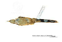 ME006 Aves 0680 Coccyzus minor.jpg