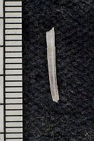 KT014 0141 Tesseracme hancocki.JPG