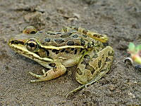 VHL0294 Rana forreri.jpg