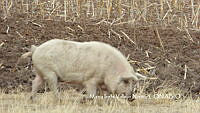 ZG010 0013 Sus scrofa domesticus.jpg