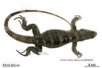 ME006 herp SCLC 0057 Ctenosaura similis - (Gray, 1831).jpg