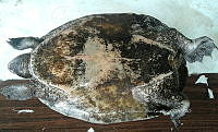 NE017 421 Dermatemys mawii.jpg