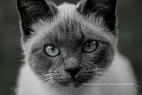 ZAPF0620 Felis catus.jpg