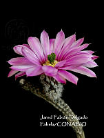 MN6PyH0031 Echinocereus poselgeri.jpg