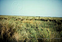 FGM1523 Spartina spartinae.JPG