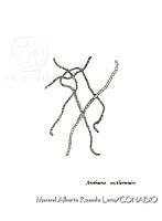MARL0039 Anabaena oscillarioides.jpg