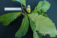 ME010 KV 01112 Quercus glabrescens Benth., 1840_.JPG