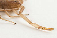 MASM07696 Vaejovis sp..jpg