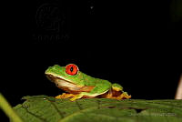 OJL080 Agalychnis callidryas.jpg