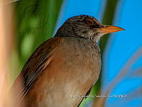 MCS IM0071 Turdus rufopalliatus.jpg