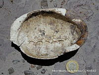 AMVDH 0097 Caparazón de Kinosternon integrum.JPG