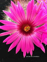 3R 00924 Mammillaria boolii.jpg