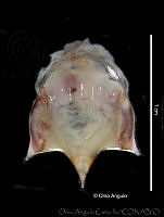 OAC0052 Cavolinia tridentata.jpg