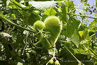 KBC001 Magnoliophyta.jpg