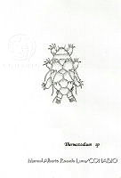 MARL0670 Thermozodium sp.jpg