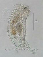 HE009 R 0124 Mytilina ventralis.jpg