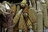 LRP0308 Zea mays.jpg