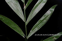 ME010 JA 00155 Chamaedorea schiedeana Mart., 1830.JPG