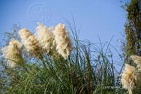 3R 01450 Cortaderia selloana.jpg