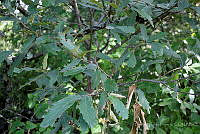 GFF0010 Quercus glabrescens.JPG