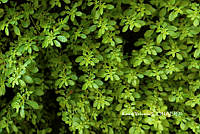 ME010 KV 01538 Pilea microphylla (L.) Liebm., 1851_.JPG