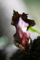 PJ016 0355 Crescentia alata.JPG