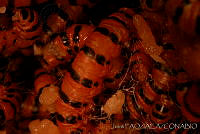 OIEA0024 Cactoblastis cactorum.jpg